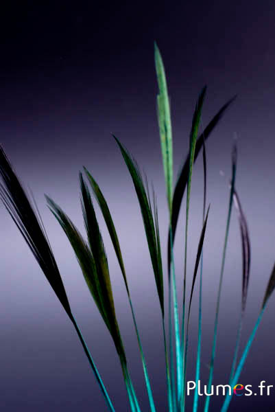 Faisan doré queue strippée - 15-20 cm - jade-carmin
